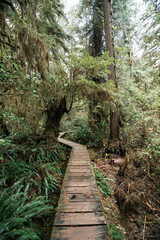 Obraz premium Rainforest Trail Ucluelet on Vancouver Island, Canada Background West Canada British Columbia