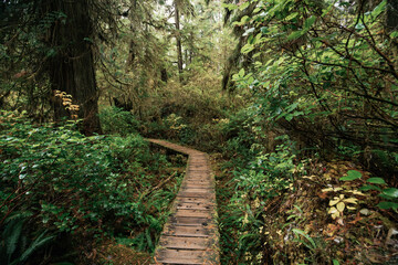Rainforest Trail Ucluelet on Vancouver Island, Canada Background West Canada British Columbia