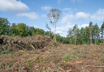 Obraz premium Lone Tree left after logging operations, Scotland, UK