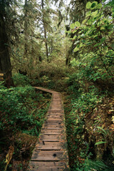 Obraz premium Rainforest Trail Ucluelet on Vancouver Island, Canada Background West Canada British Columbia