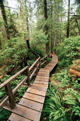 Fototapeta premium Rainforest Trail Ucluelet on Vancouver Island, Canada Background West Canada British Columbia