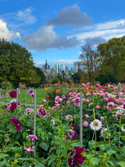 Obraz premium flowers in the park
