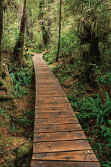 Fototapeta premium Rainforest Trail Ucluelet on Vancouver Island, Canada Background West Canada British Columbia