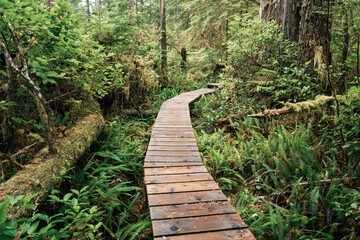 Obraz premium Rainforest Trail Ucluelet on Vancouver Island, Canada Background West Canada British Columbia
