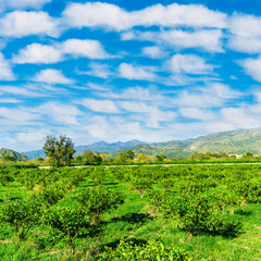 Fototapeta premium view at beautiful fruit trees in garden valley with green gardens and mountains with blue sky on background of landscape