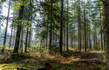 Obraz premium trees in the forest