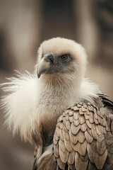 Obraz premium Eurasian griffon vulture showing its powerful beak and intense gaze