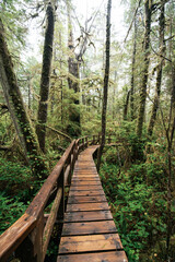 Obraz premium Rainforest Trail Ucluelet on Vancouver Island, Canada Background West Canada British Columbia