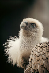 Eurasian griffon vulture showing its powerful beak and intense gaze