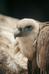 Eurasian griffon vulture showing its powerful beak and intense gaze