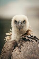 Eurasian griffon vulture showing its powerful beak and intense gaze