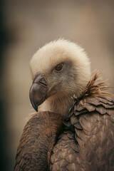 Eurasian griffon vulture showing its powerful beak and intense gaze