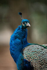 Indian peafowl showing its beautiful blue plumage: portrait of a majestic bird