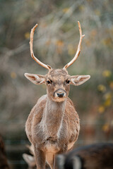 Red deer stag standing in enclosure showing antlers
