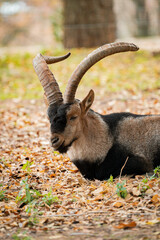 Markhor resting on autumn leaves in wildlife preserve