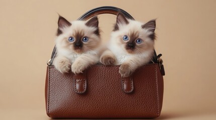 Obraz na płótnie Canvas Two adorable Ragdoll kittens resting comfortably inside a stylish handbag against a soft neutral background.