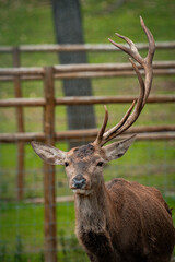 Red deer stag standing in enclosure showing antlers