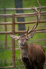 Red deer stag standing in enclosure showing antlers