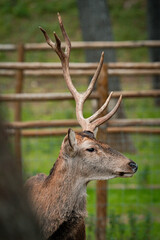 Red deer stag standing in enclosure showing antlers