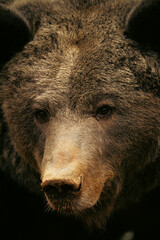 Close-up portrait of a majestic brown bear staring at the camera