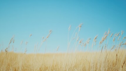 Obraz premium Lush agricultural field of young wheat against a clear blue sky capturing the essence of early growth and vibrant natural beauty