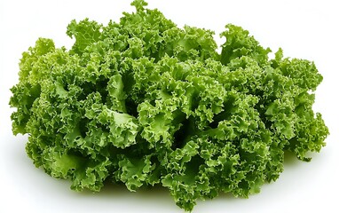 Obraz premium Fresh, green curly leaf lettuce isolated on white background.