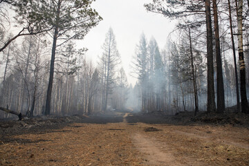 Obraz premium A burnt, smoky forest with a smoking litter of pine needles and foliage blackened and charred by the fire. A fire in a coniferous forest with tall trees.