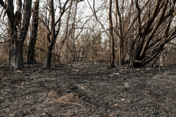 Ashes with burnt forest litter of grass and leaves after a forest fire.