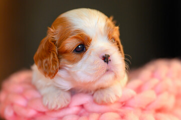 dog puppy 3 weeks cavalier king charles spaniel