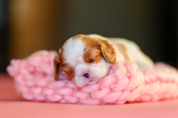 dog puppy 3 weeks cavalier king charles spaniel