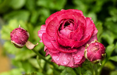 Fototapete bei efototapeten.de bestellen   