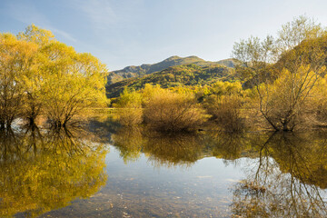 Weiden in einem Tümpel bei Nikšić, Montenegro