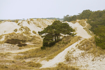 Sand dunes Dueodde beach Bornholm beautiful Denmark's island - wild nature