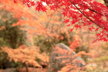 日本の秋の紅葉