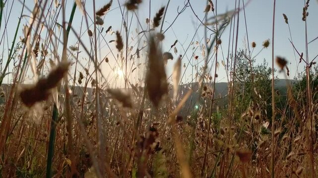 Ground perspective of a sunset seen through the ears of corn, grass and small bushes of a rural field.