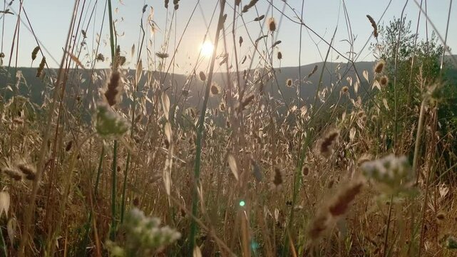 Ground perspective of a sunset seen through the ears of corn, grass and small bushes of a rural field.