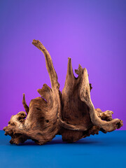 Fototapeta premium Close-up of wooden driftwood for aquarium or terrarium on mirror surface on purple background