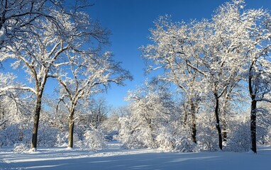 Fototapeta premium A snowy forest illuminated by warm sunlight streaming through the branches under a bright blue sky for a peaceful winter day