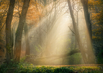 Obraz premium morning in the forest