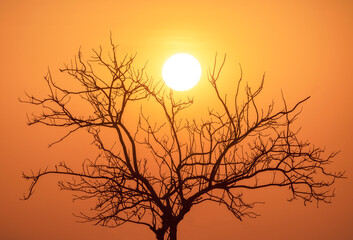 Stunning sunset scene with a solitary tree silhouette set against a vibrant, colorful sky. The dramatic gradient of orange, pink, and purple hues creates a serene, tranquil atmosphere. 