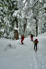 araucaria ski touring snow winter patagonia los lagos