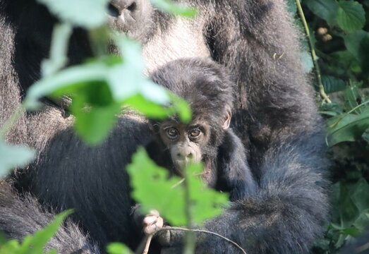 Infant male Eastern Mountain Gorilla (Gorilla beringei beringei), Bwindi Impenetrable Forest National Park, Uganda, Africa.