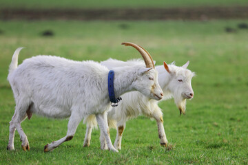 Obraz premium A herd of white goats grazes on a green meadow.