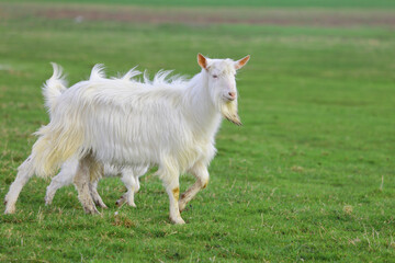 Obraz premium A white goat walks across a green field and looks around.