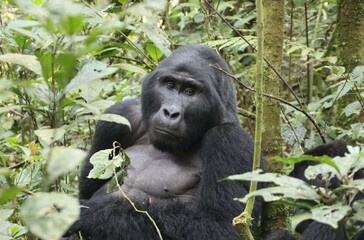 Obraz premium Adult male Eastern Mountain Gorilla (Gorilla beringei beringei), also known as a Silverback, Bwindi Impenetrable Forest National Park, Uganda, Africa.