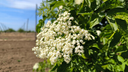 blooming elderberry bush in rural landscape in Vojvodina