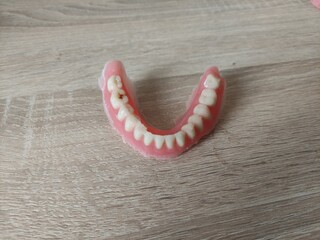 Artificial jaw on the table