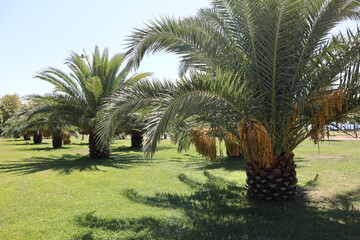 Date palm trees in Maltepe Coast, Istanbul, Turkey