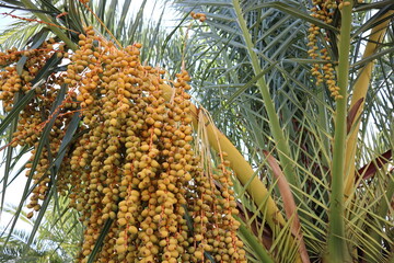 Fototapeta premium Date palm trees in Maltepe Coast, Istanbul, Turkey