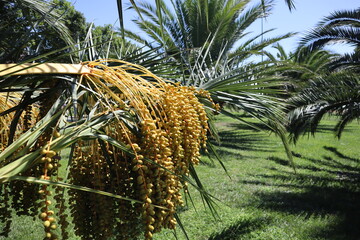 Date palm trees in Maltepe Coast, Istanbul, Turkey